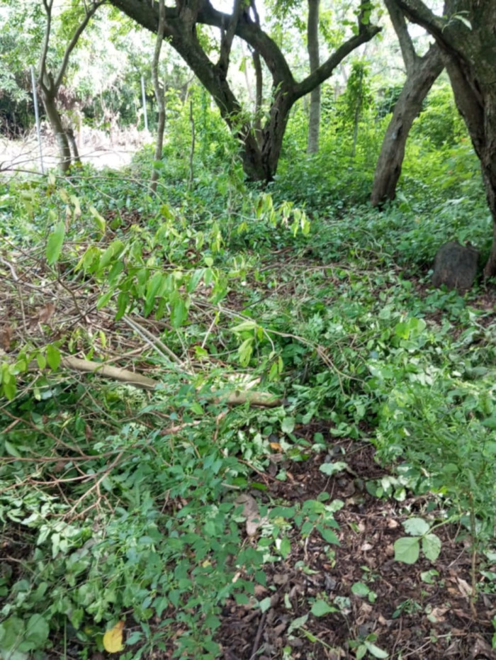 Terreno en Venta en Masagua, Escuintla | Oportunidad Inmobiliaria - Miniatura 8