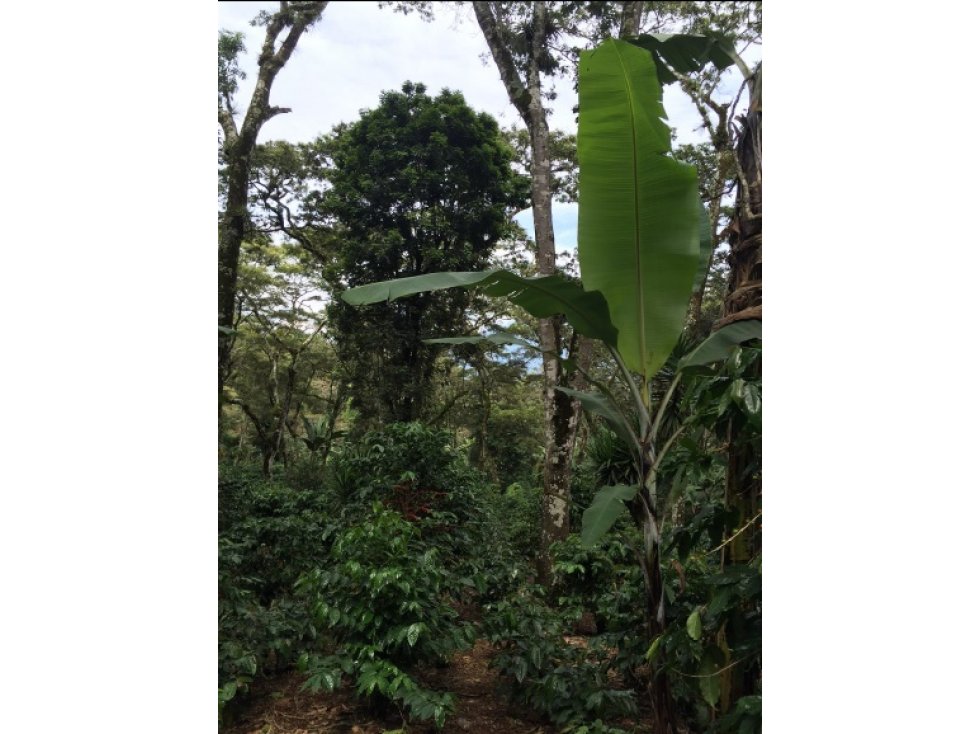 "#Finca De Cafe En Santa Rosa/D" - 5